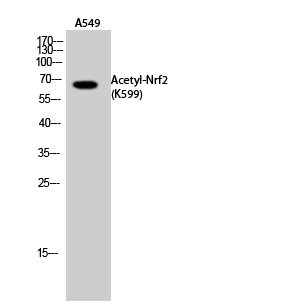 1 - Nrf2 (Acetyl Lys599) Polyclonal Antibody AP63260