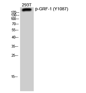 1 - GRF-1 (phospho Tyr1087) Polyclonal Antibody AP67053