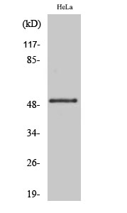 1 - GSK3α (phospho Ser21) Polyclonal Antibody AP67054