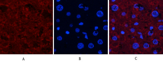 3 - JNK1/2/3 (phospho Thr183/Y185) Polyclonal Antibody AP67089