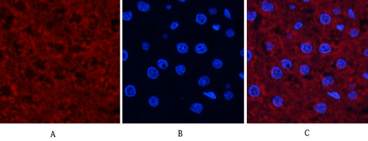 14 - JNK1/2/3 (phospho Thr183/Y185) Polyclonal Antibody AP67089