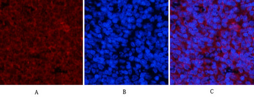 14 - JNK1/2/3 (phospho Thr183/Y185) Polyclonal Antibody AP67089