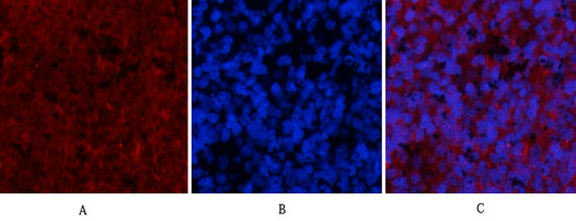 14 - JNK1/2/3 (phospho Thr183/Y185) Polyclonal Antibody AP67089