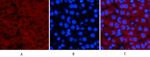 14 - JNK1/2/3 (phospho Thr183/Y185) Polyclonal Antibody AP67089