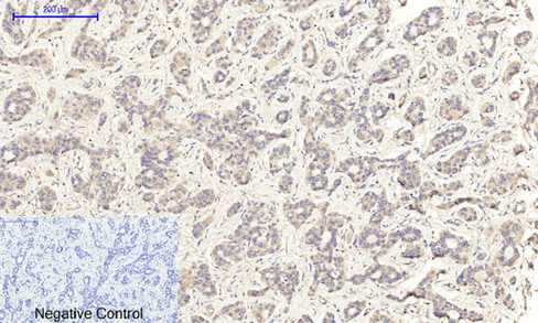 14 - JNK1/2/3 (phospho Thr183/Y185) Polyclonal Antibody AP67089