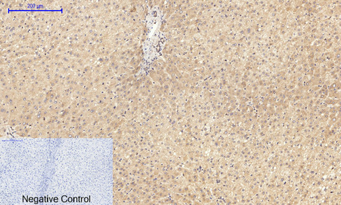 14 - JNK1/2/3 (phospho Thr183/Y185) Polyclonal Antibody AP67089