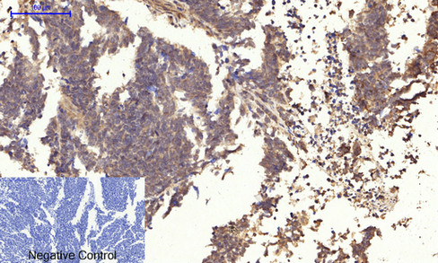 14 - JNK1/2/3 (phospho Thr183/Y185) Polyclonal Antibody AP67089