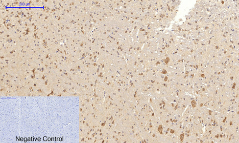 14 - JNK1/2/3 (phospho Thr183/Y185) Polyclonal Antibody AP67089