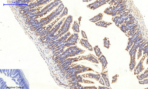 14 - JNK1/2/3 (phospho Thr183/Y185) Polyclonal Antibody AP67089