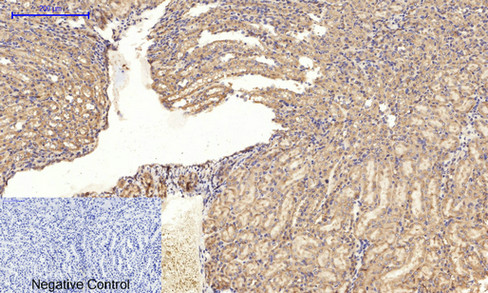 14 - JNK1/2/3 (phospho Thr183/Y185) Polyclonal Antibody AP67089