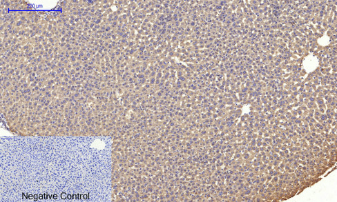 14 - JNK1/2/3 (phospho Thr183/Y185) Polyclonal Antibody AP67089