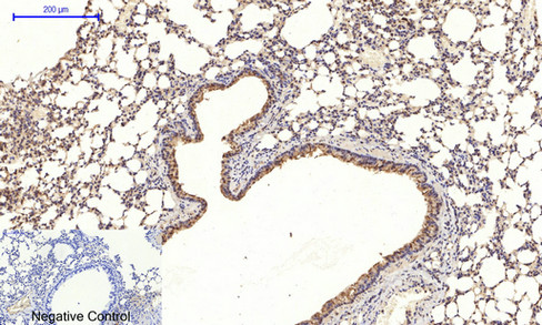 14 - JNK1/2/3 (phospho Thr183/Y185) Polyclonal Antibody AP67089