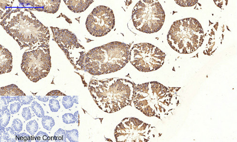 14 - JNK1/2/3 (phospho Thr183/Y185) Polyclonal Antibody AP67089