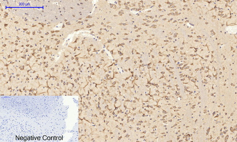 14 - JNK1/2/3 (phospho Thr183/Y185) Polyclonal Antibody AP67089