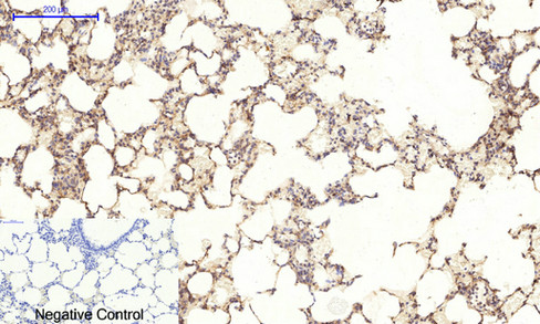 14 - JNK1/2/3 (phospho Thr183/Y185) Polyclonal Antibody AP67089