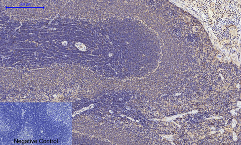 14 - JNK1/2/3 (phospho Thr183/Y185) Polyclonal Antibody AP67089