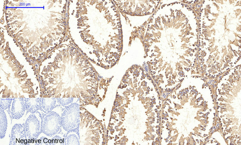 14 - JNK1/2/3 (phospho Thr183/Y185) Polyclonal Antibody AP67089