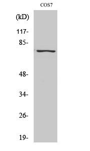 1 - NFκB-p65 (phospho Ser529) Polyclonal Antibody AP67121