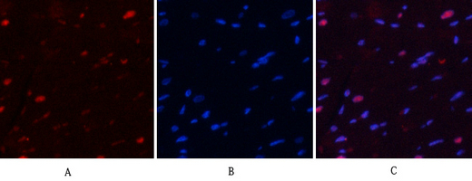 14 - NFκB-p65 (phospho Ser529) Polyclonal Antibody AP67121