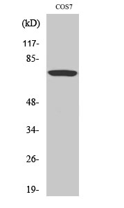 1 - Raf-1 (phospho Ser259) Polyclonal Antibody AP67171