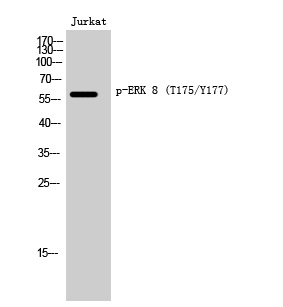 1 - ERK 8 (phospho Thr175/Y177) Polyclonal Antibody AP67289