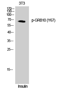 1 - GRB10 (phospho Tyr67) Polyclonal Antibody AP67489