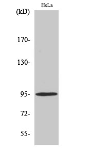 1 - GR (phospho Ser211) Polyclonal Antibody AP67533