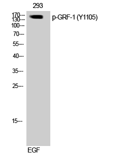 1 - GRF-1 (phospho Tyr1105) Polyclonal Antibody AP67567