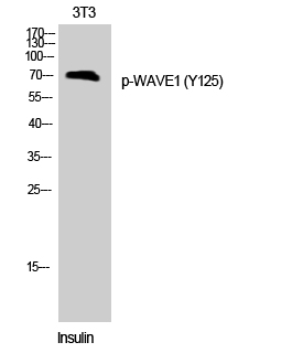 1 - WAVE1 (phospho Tyr125) Polyclonal Antibody AP67612