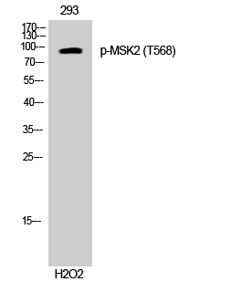 1 - MSK2 (phospho Thr568) Polyclonal Antibody AP67724