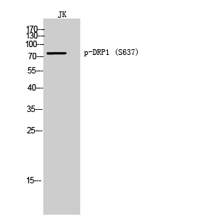 1 - DRP1 (phospho Ser637) Polyclonal Antibody AP67773
