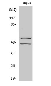 1 - JNK1/2/3 (phospho Tyr185) Polyclonal Antibody AP67775