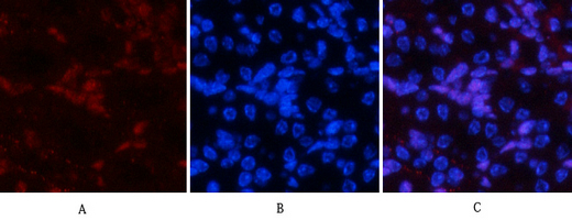 14 - JNK1/2/3 (phospho Tyr185) Polyclonal Antibody AP67775