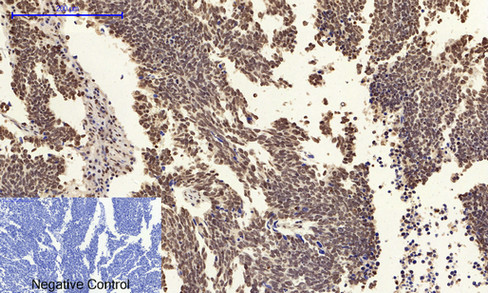 14 - JNK1/2/3 (phospho Tyr185) Polyclonal Antibody AP67775