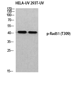 1 - Rad51 (phospho Thr309) Polyclonal Antibody AP68038