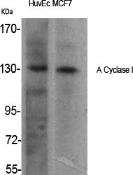 1 - A Cyclase I Polyclonal Antibody AP68212