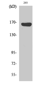 1 - ABCC12 Polyclonal Antibody AP68230