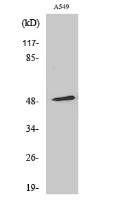 1 - Arrestin-β-1 Polyclonal Antibody AP68526