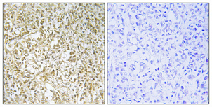 14 - BARD1 Polyclonal Antibody AP68635