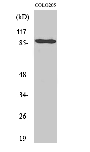 1 - Cadherin-9 Polyclonal Antibody AP68787