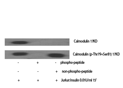 1 - Calmodulin Polyclonal Antibody AP68795