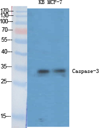 1 - Caspase-3 Polyclonal Antibody AP68839