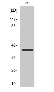 1 - CBX6 Polyclonal Antibody AP68882