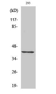 1 - Cdk7 Polyclonal Antibody AP69021