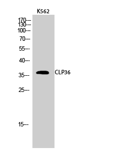 1 - CLP36 Polyclonal Antibody AP69162