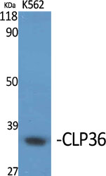 1 - CLP36 Polyclonal Antibody AP69162