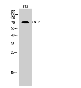 1 - CNT2 Polyclonal Antibody AP69187