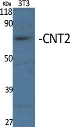 1 - CNT2 Polyclonal Antibody AP69187