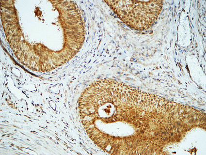 14 - Cyclin E1 Polyclonal Antibody AP69359