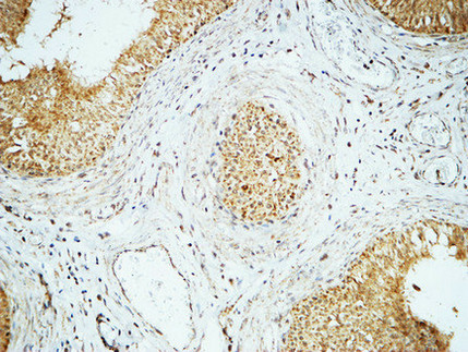 14 - Cyclin E1 Polyclonal Antibody AP69359